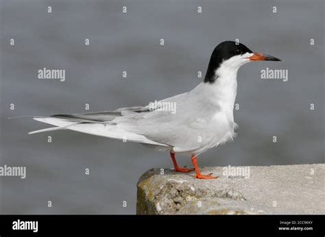 Adult Forster S Tern Sterna Forsteri At New Jersey USA Roosting In