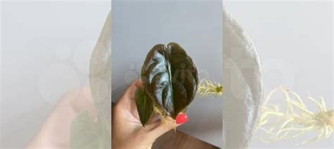 Алоказия ред сикрет / купрея купить в Новосибирске | Товары для дома и ...