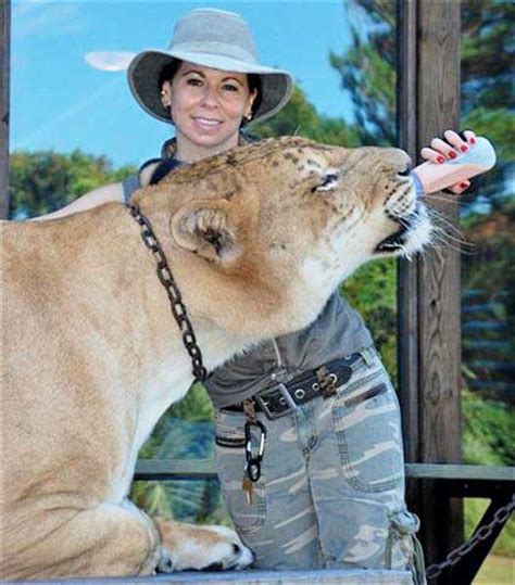 How Much Does Hercules The Liger Weight