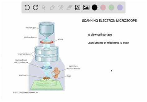 SOLVED:In what situation(s) would the use of a scanning electron ...