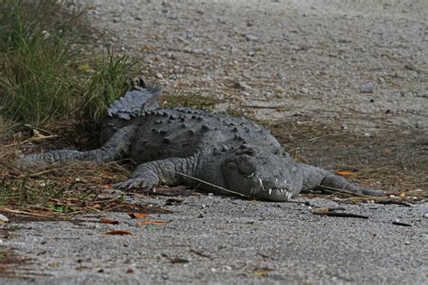 The 'seasick' crocodiles of South Florida