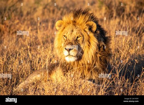 Lion In Grass High Resolution Stock Photography And Images Alamy