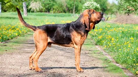 Бладхаунд - история, описание, характеристика породы - Sobaky.Info