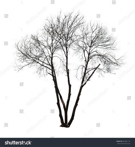 Naked Tree On White Background Stock Photo 367801172 Shutterstock