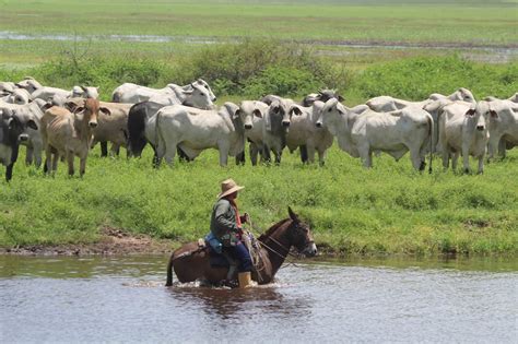 Apure llanos que aportan gran producción ganadera al país Banco