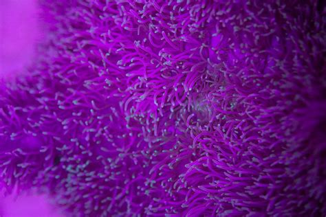 Sea anemone in ocean depth · Free Stock Photo