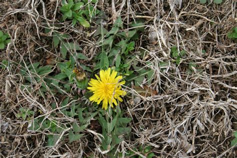 Heatwave Lawn Care: How to Prevent Grass from Drying Out & Dying ⋆ Lawn