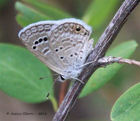 Reakirt S Blue Echinargus Isola Reakirt Butterflies And