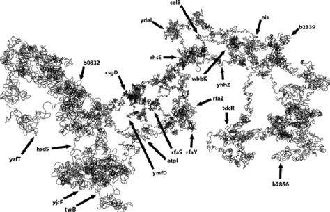 3D Naked DNA Representation Of The E Coli Chromosome This Picture