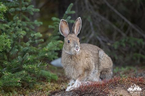 Lièvre d Amérique Snowshoe Hare Après plusieurs belles r Flickr