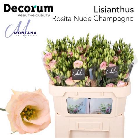 Lisianthus Eustoma Rosita Nude Champagne Creme Apricot Blumigo