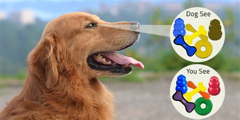 Do You Know What Colors Can Dogs See