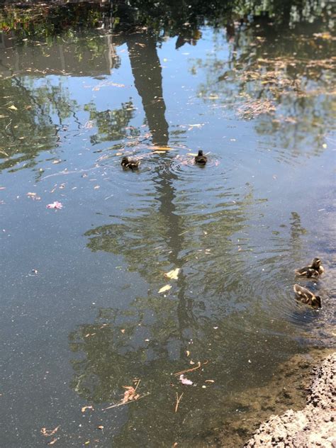 Celebrations Boob Gone Rogue