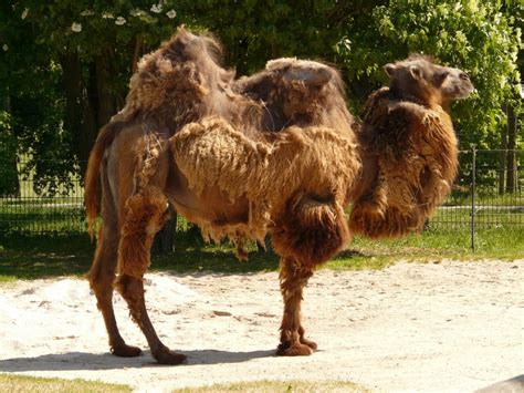 10 Camel Adaptations (Evolutionary Secrets!) – Fauna Facts