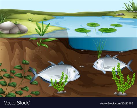 Two Fish Swimming In The Pond Royalty Free Vector Image