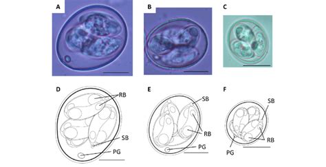 Sporulated Oocysts Of The Eimeria Operational Taxonomic Unit Otu Download Scientific Diagram