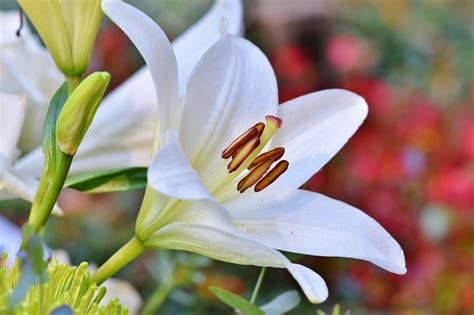 5000 Free Stamen And Flower Images Pixabay