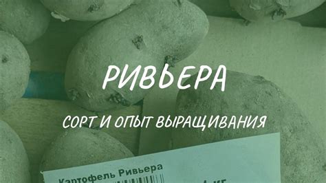 Раннеспелая картошка сорта Ривьера - КРАМАР БЛОГ