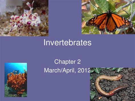 Ppt Invertebrates Powerpoint Presentation Free Download Id 3576474