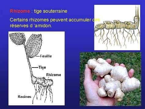 Labo 1 Morphologie Et Anatomie Vgtale Gilles Bourbonnais