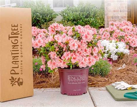 How To Plant Azalea Planting And Transplanting Plantingtree