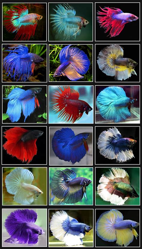 What Colors Are Betta Fish at Suzanne Hyatt blog
