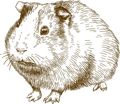 Adoption Guinea Pig Rescue And Rehoming Adelaide