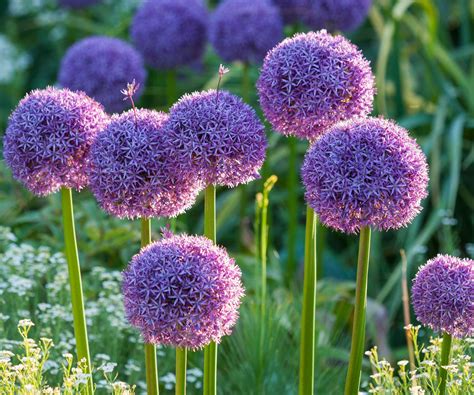 9 scents that deter mosquitoes: expert pest advice | Homes and Gardens