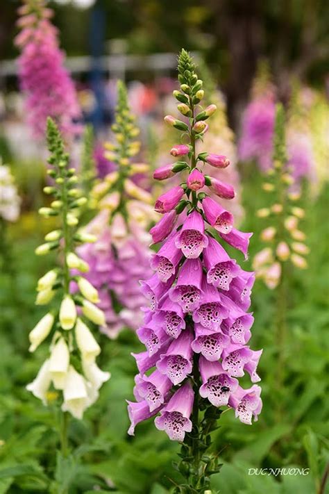 digitalis purpurea