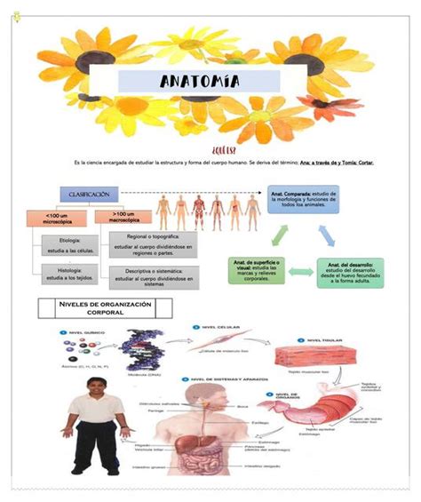 Introducion De Anatomia Evleyn Rosmery Orrala Tarco Udocz