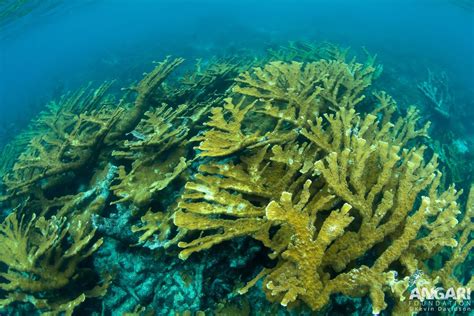 Elkhorn Coral Acropora Palmata Angari Foundation