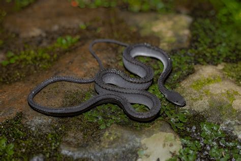 dragon snake unique defense mechanism habitat behavior