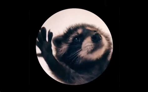 Raccoon Dancing In A Circle Pedro Pedro Pedro Video Gallery Know