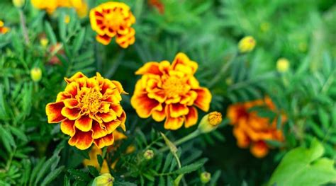 How To Grow Marigolds From Seed In Easy Steps