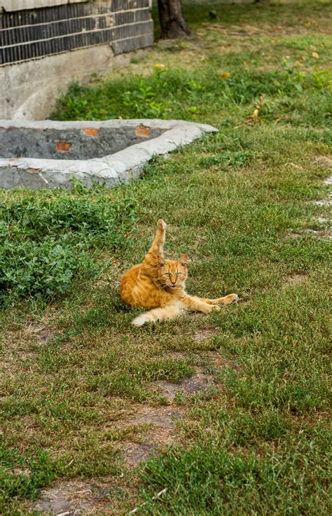 Legs+Kat+Timpf Photos, Download The BEST Free Legs+Kat+Timpf Stock