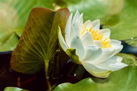 Водна Лилия Цвете Растителна - Безплатни фотографии на Pixabay - Pixabay
