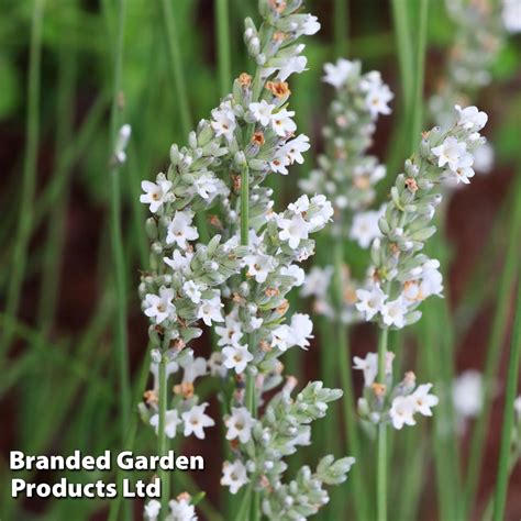 Lavender Angustifolia Arctic Snow Suttons