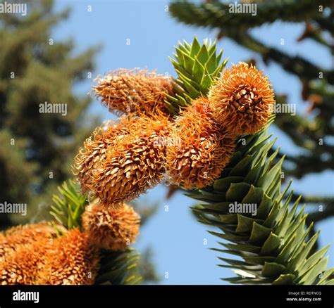 araucaria araucana cones  res stock photography  images alamy