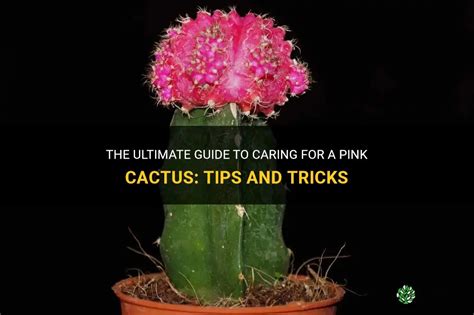 The Ultimate Guide To Caring For A Pink Cactus Tips And Tricks Shuncy