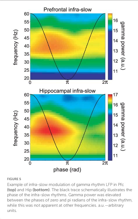 Figure 5 From Locus Coeruleus Noradrenergic Neurons Phase Lock To