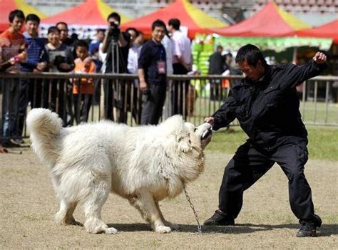 tibetan mastiff training   train  tibetan mastiff dog tibetan mastiff