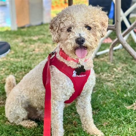Bichon FurKids – Making a Difference in a Dog's Life – Bichon Dog Rescue