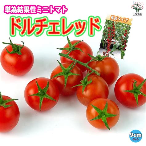 ドルチェレッド 高糖度薄皮ミニトマト苗赤実2個～【9cmポット自根苗】｜ 【植物のitanse】全品送料無料・即出荷