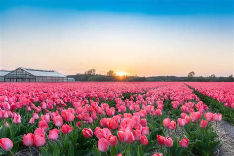 The Ultimate Guide To Visiting Amsterdam Tulips’ And Keukenhof Gardens