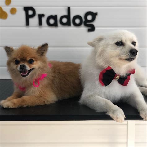 Pet Shop Arapongas - Pradog Pet Shop | Arapongas PR