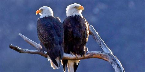 Here Are The Best National Parks To Spot Bald Eagles Fox Weather