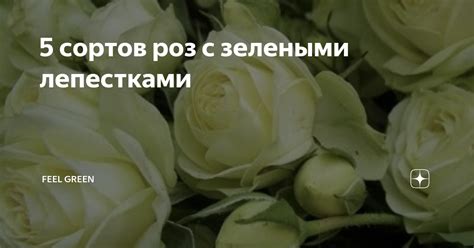 5 сортов роз с зелеными лепестками | Feel Green | Дзен