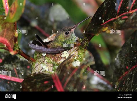 Rufous-tailed Hummingbird sitting on a nest Stock Photo - Alamy
