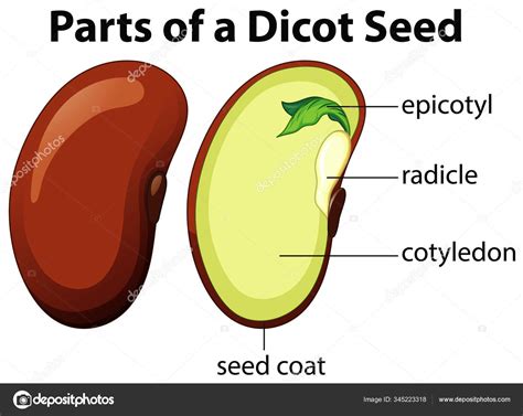 Diagrama Que Muestra Partes De Semilla De Dicot Sobre Fondo Blanco