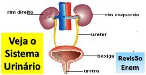 Orgao Excretor - Sistema excretor humano: órgãos, características e como funciona